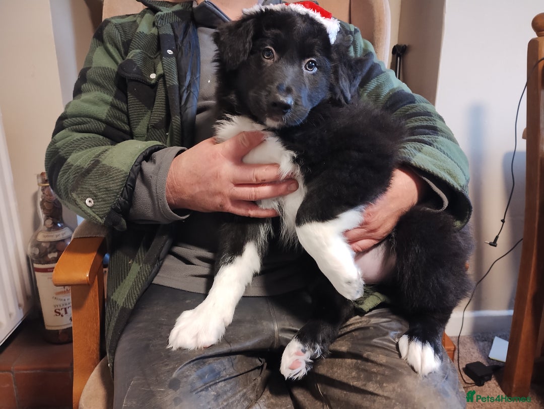 Border Collie dogs for sale: Border Collie Puppies Top Quality! - Advert 7