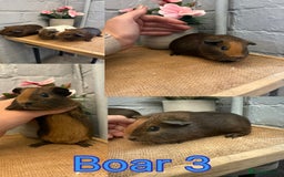Guinea Pig rodents for sale: Guinea Pigs - Image 3