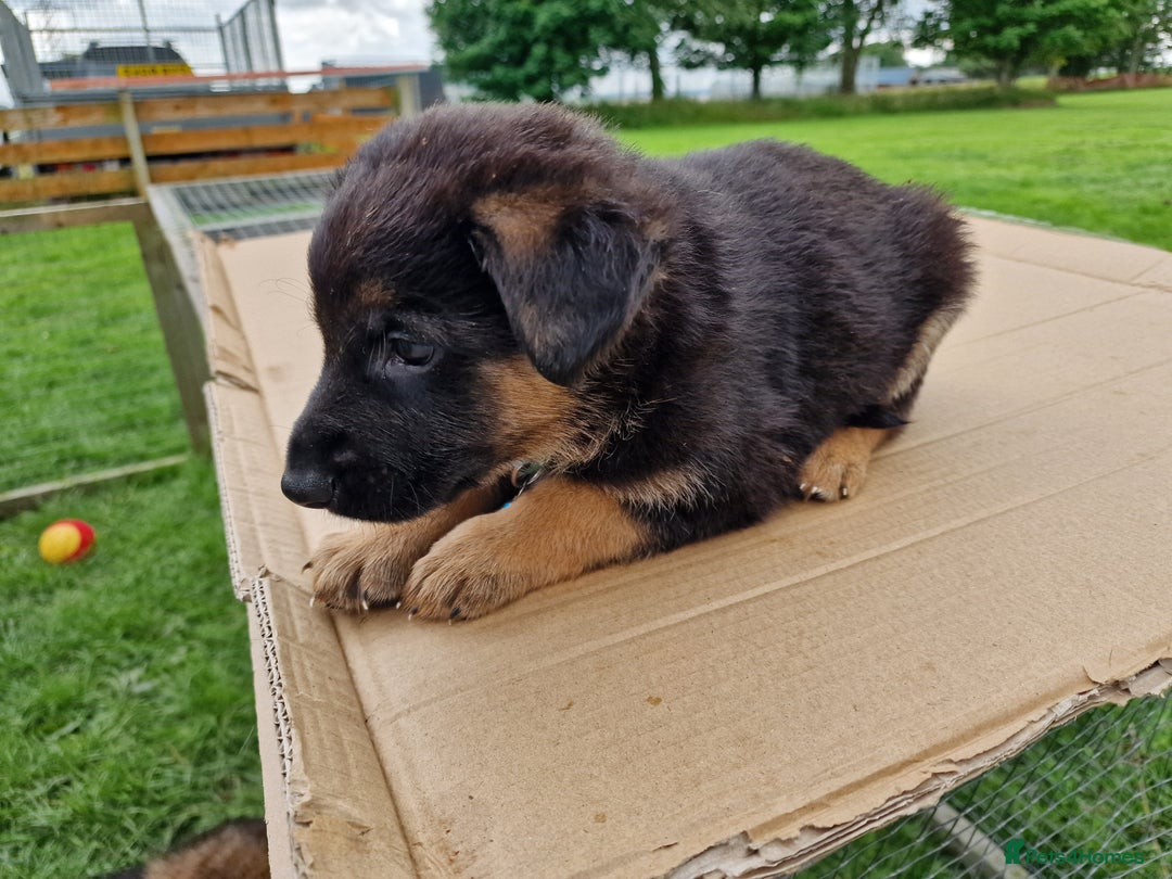 German Shepherd dogs for sale: German Shepherd puppies available  - Image 2