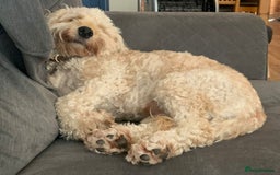 Cockapoo dogs for adoption: Handsome & loyal WOODY needs a new Loving Home - Image 6