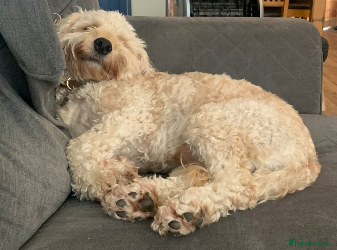 Cockapoo dogs for adoption: Handsome & loyal WOODY needs a new Loving Home - Image 6