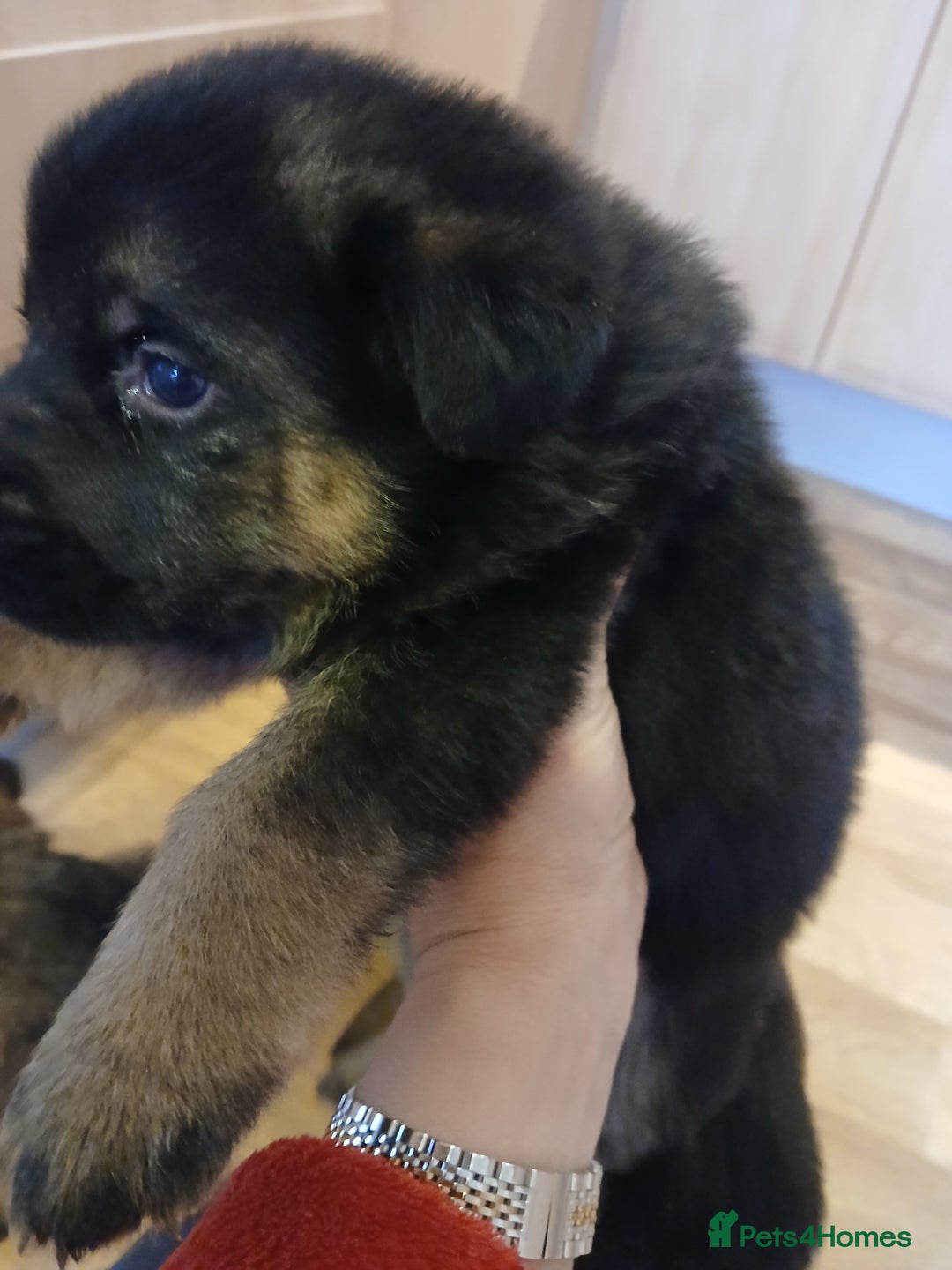 German Shepherd dogs for sale: Czech shepherd  - Advert 1
