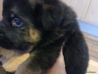 German Shepherd dogs Czech shepherd - Advert 11