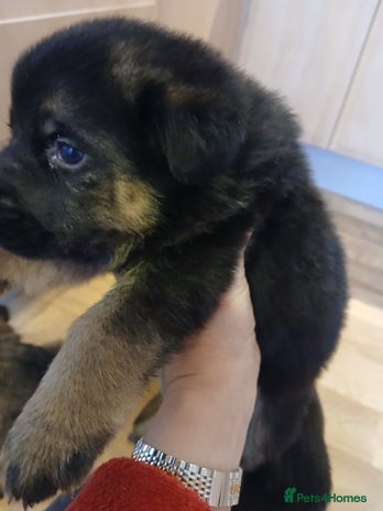 German Shepherd dogs - Advert 9