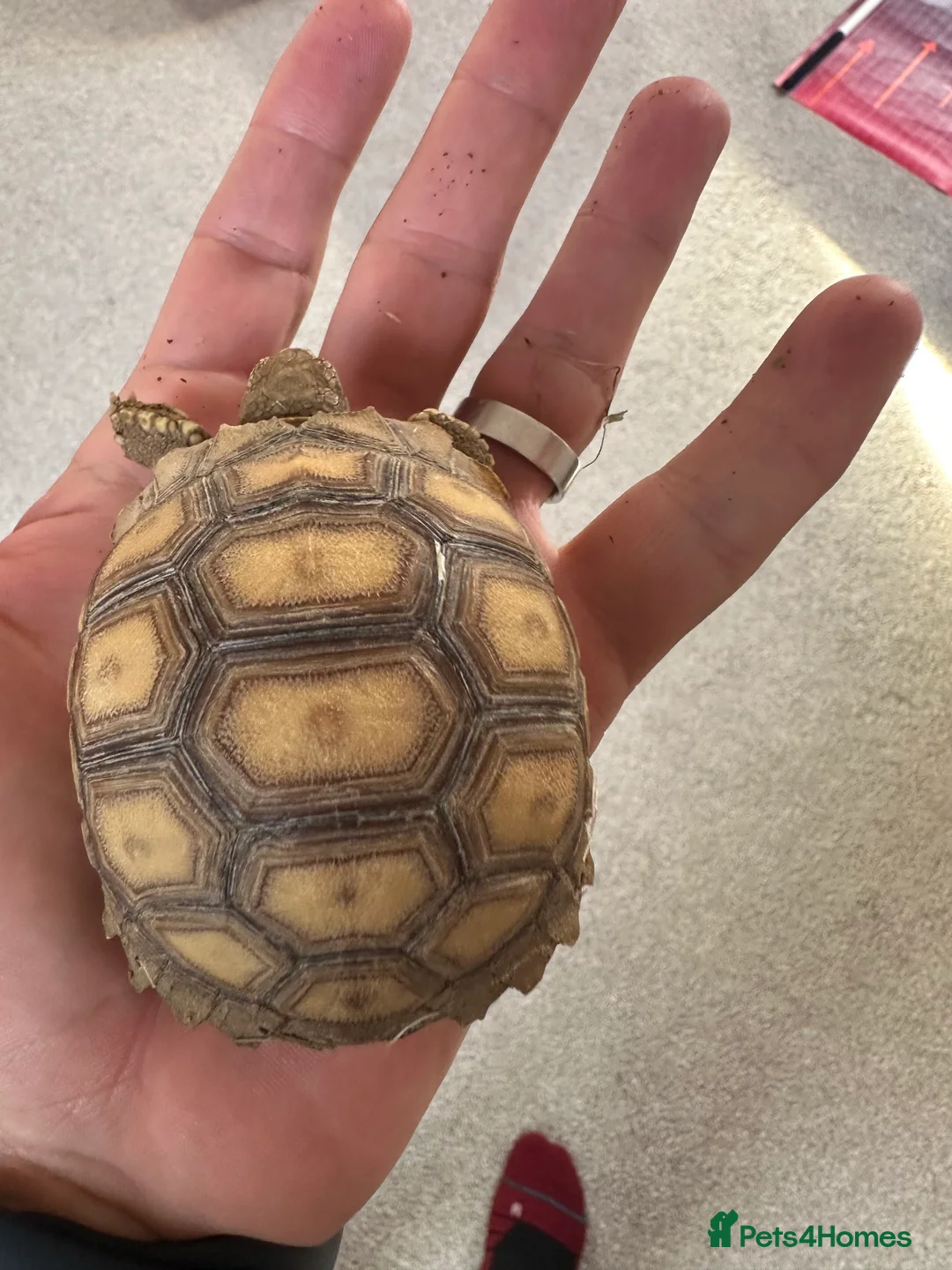 Tortoise reptiles for sale: Sulcata tortoise - Advert 1