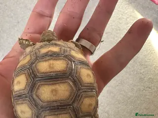 Tortoise reptiles Sulcata tortoise - Advert 1