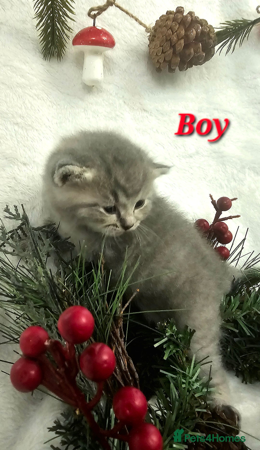 British Shorthair cats for sale: Beautiful British Shorthair Kittens for Sale - Advert 5