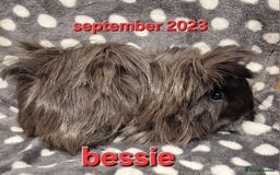 Guinea Pig rodents for sale: Adult and baby girl guinea pigs - Image 3