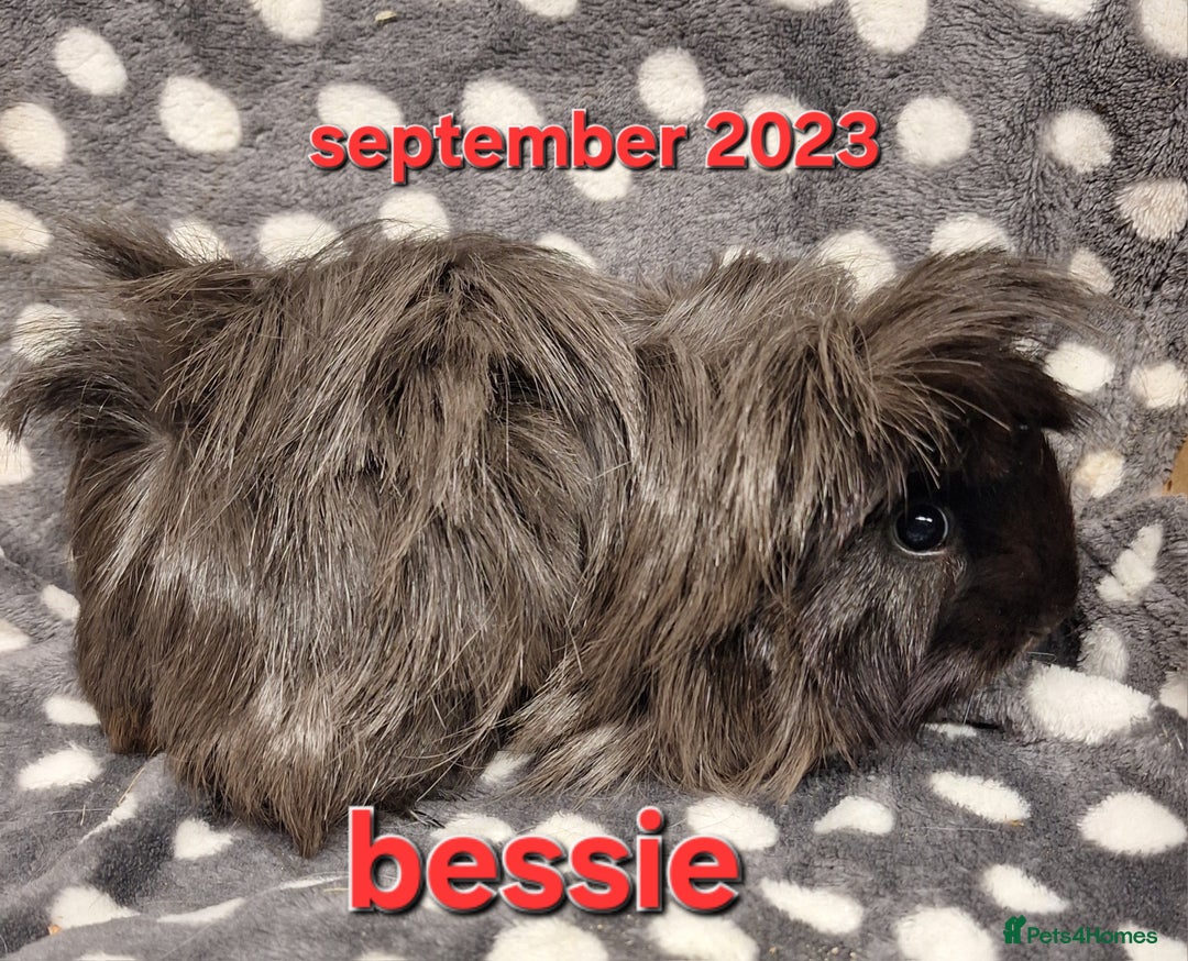 Guinea Pig rodents for sale: Adult and baby girl guinea pigs - Image 3