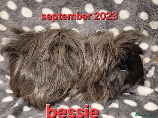 Guinea Pig rodents - Advert 9