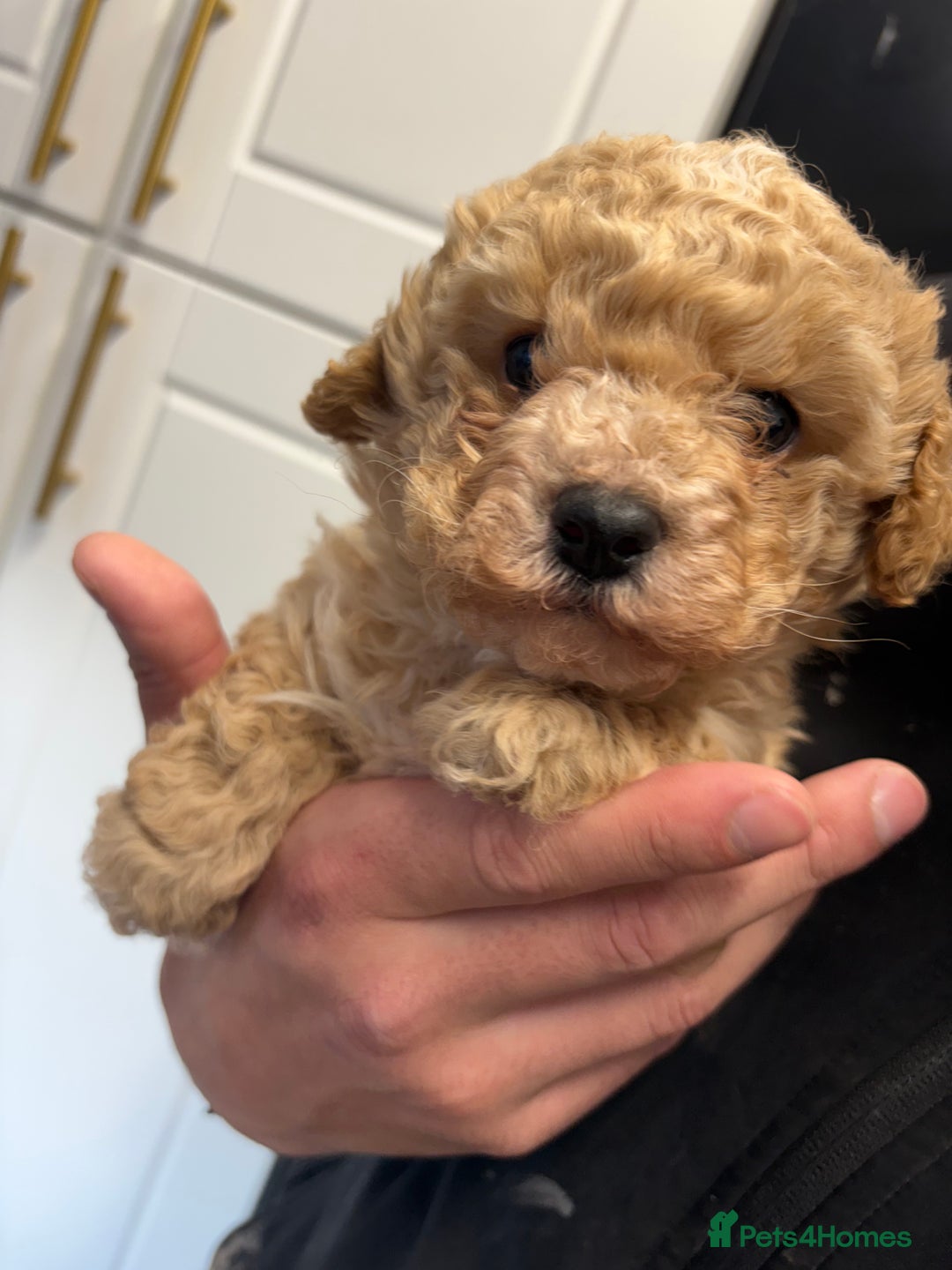 Cavapoo dogs for sale: Cavapoo female for sale - Advert 1