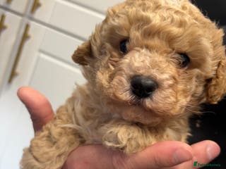 Cavapoo dogs Cavapoo female for sale - Advert 12