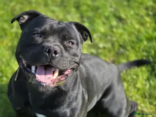 Staffordshire Bull Terrier dogs PROVEN BEST BLACK CHAMPION LINES STUD - Advert 9