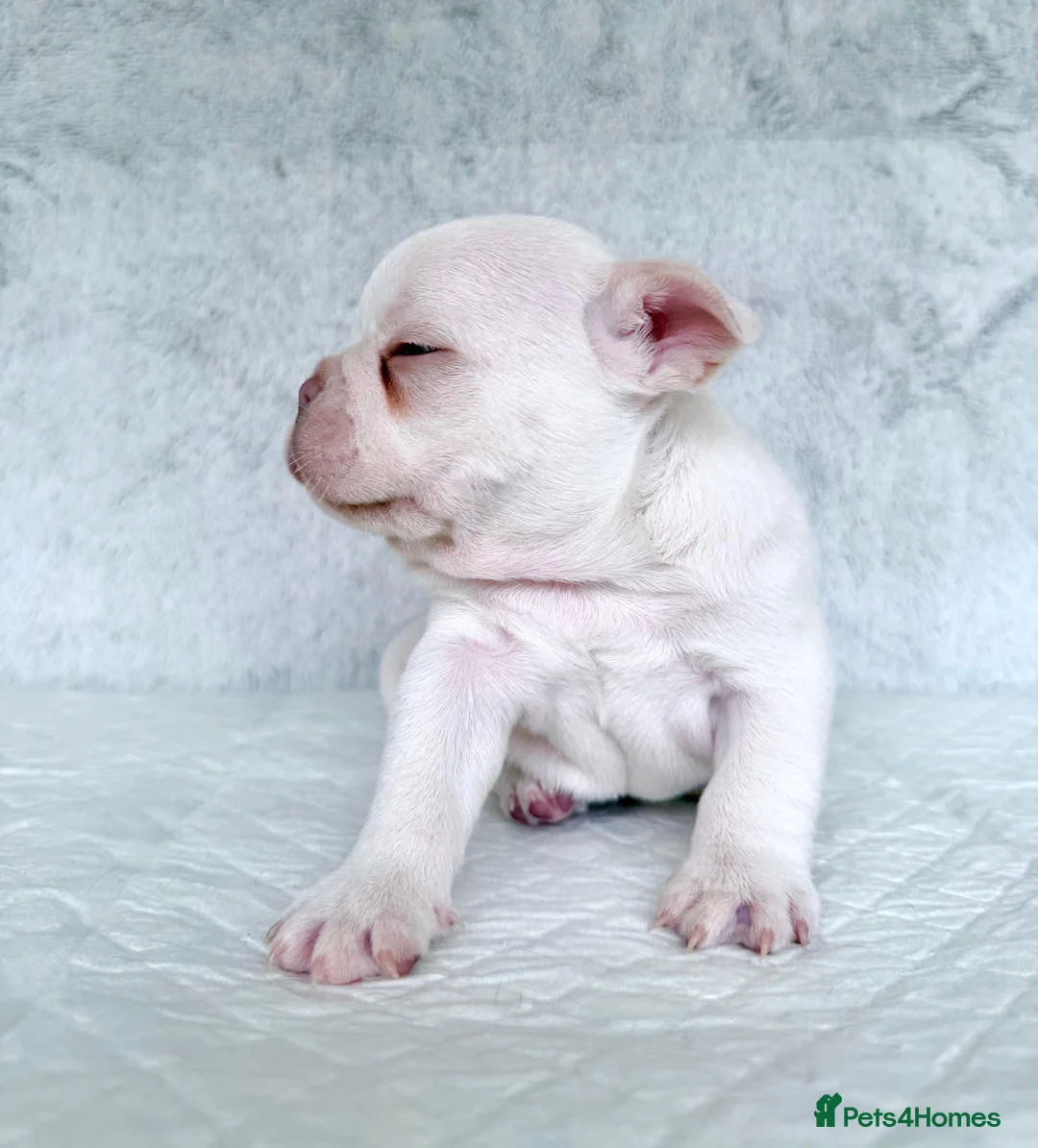 French Bulldog dogs for sale: KC registered new shade French Bulldog puppies - Advert 37