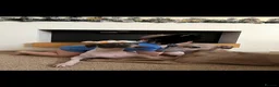 Italian Greyhound dogs for adoption: The most loving Italian greyhounds ❤️ in Winsford - Advert 2