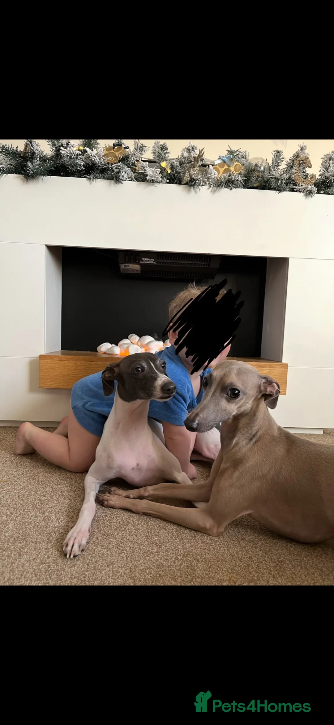 Italian Greyhound dogs for adoption: The most loving Italian greyhounds ❤️ in Winsford - Advert 2