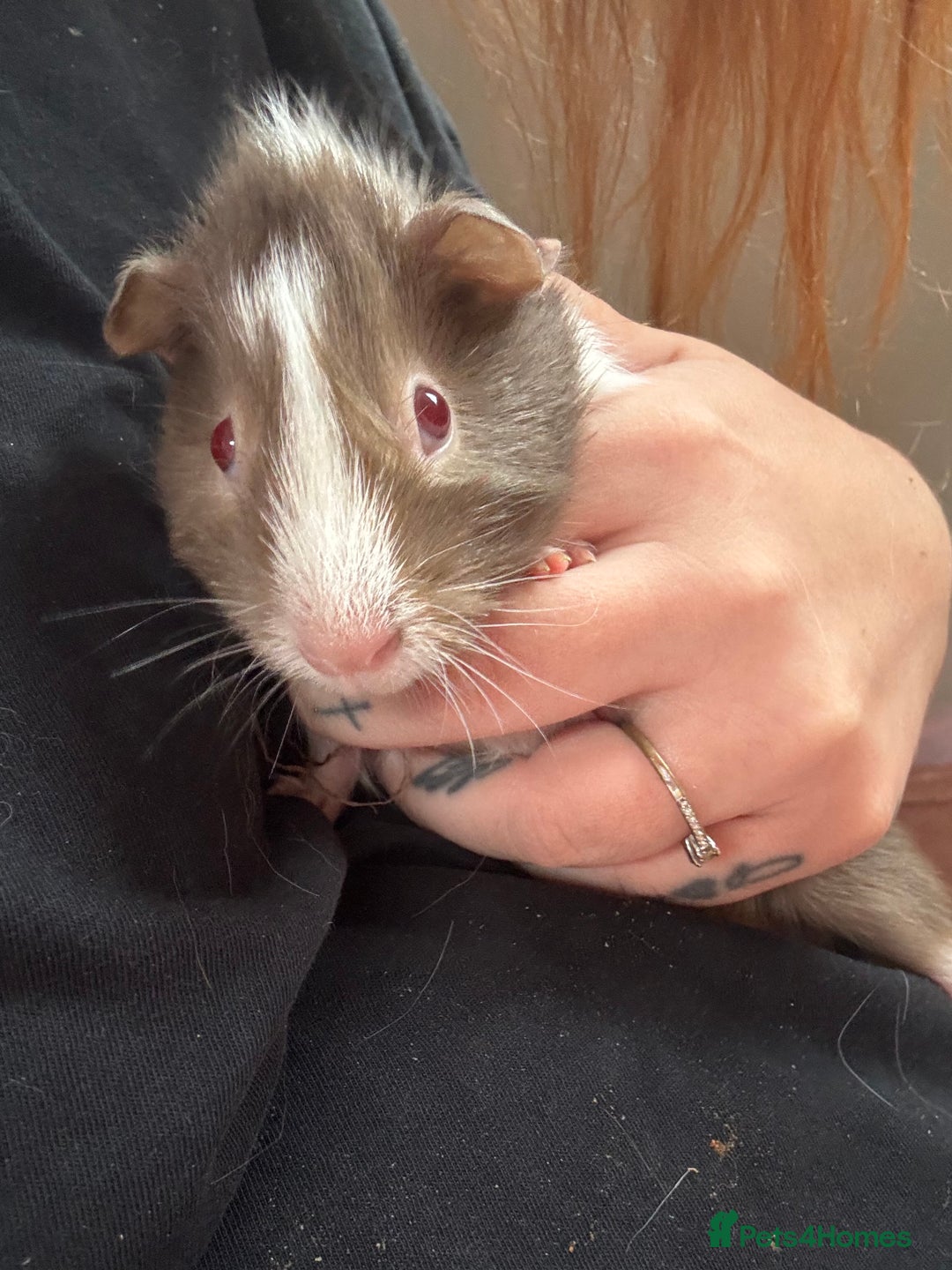 Guinea Pig rodents for sale: 3 bonded males 5 weeks old  - Image 13