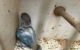 Lovebirds birds for sale: Lovebird for sale, all in good health  - Advert 15