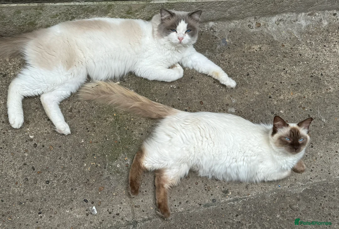 Ragdoll cats for stud: GCCF & TICA BLUE BICOLOUR RAGDOLL STUD  in Gravesend - Advert 6