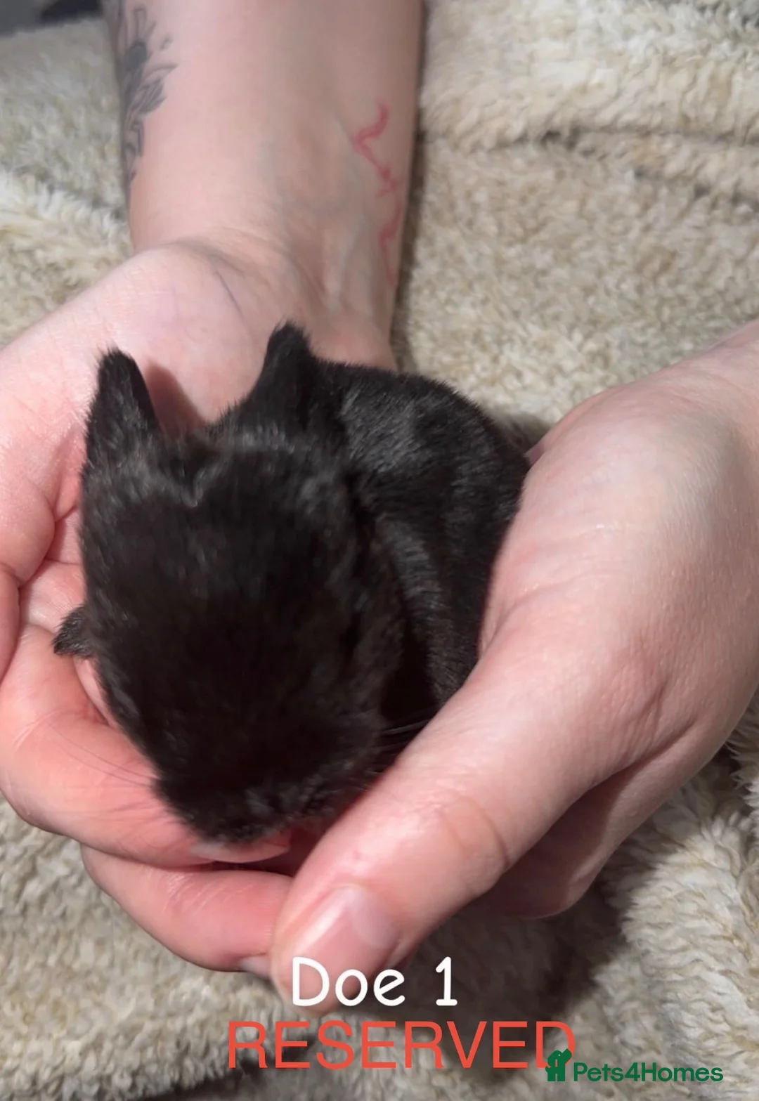 Mini Lop rabbits for sale: Pure Breed Mini Lops for sale - Advert 2