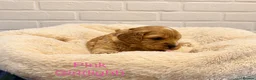 Cavapoo dogs for sale: Health tested F1 Cavapoo puppies 🐶🥰 - Advert 9