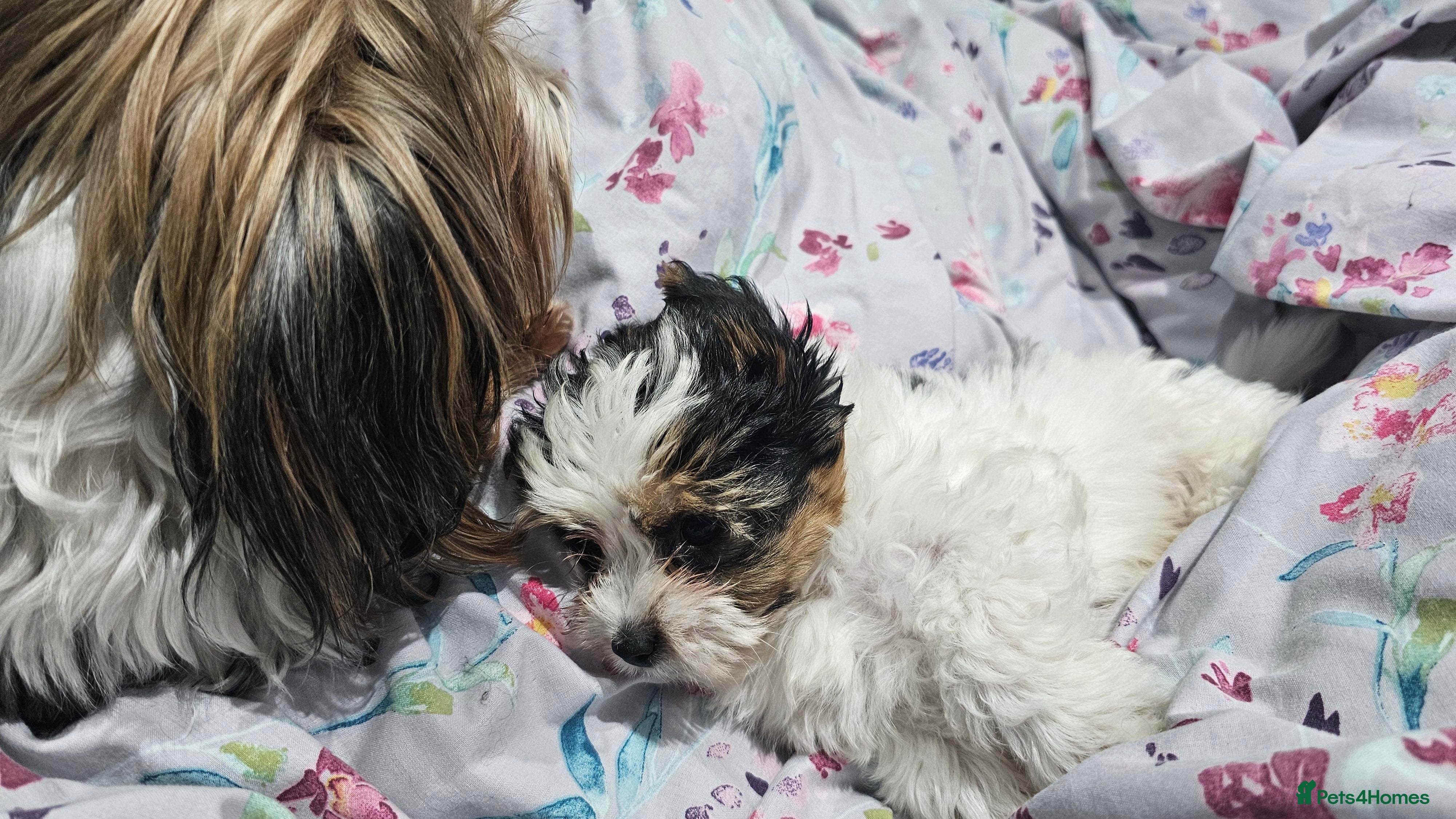 Yorkshire Terrier dogs 1 Girl and two boys  biewer yorkshire terrier  - Advert 15