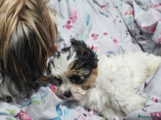 Yorkshire Terrier dogs 1 Girl and two boys biewer yorkshire terrier - Advert 6