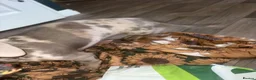 Dachshund dogs for sale: Dachshund Lady in Peterlee - Advert 3