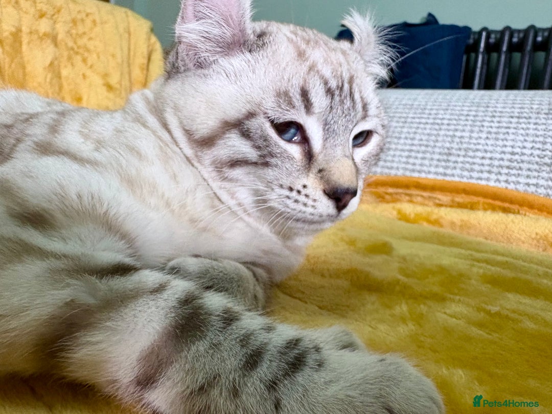 Savannah cats for sale: Breath taking wild looking girl  - Advert 25