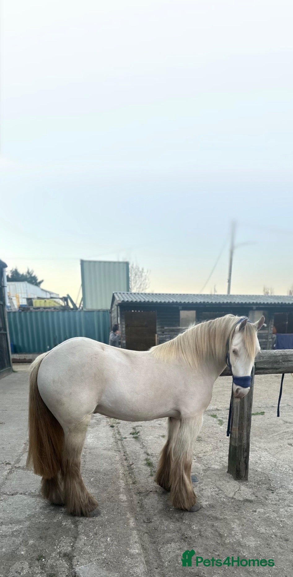 Irish Cob horses Traditional San Cler gypsy cob - Advert 4