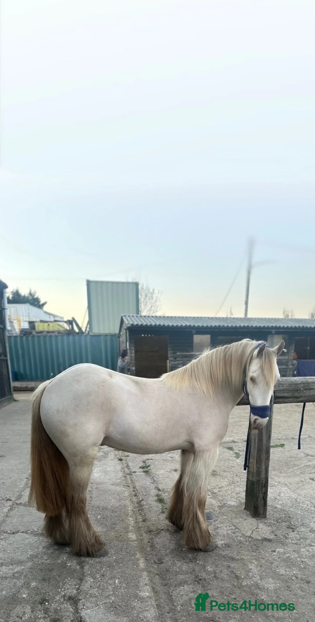 Irish Cob horses for sale: Traditional San Cler gypsy cob in Northolt - Advert 1