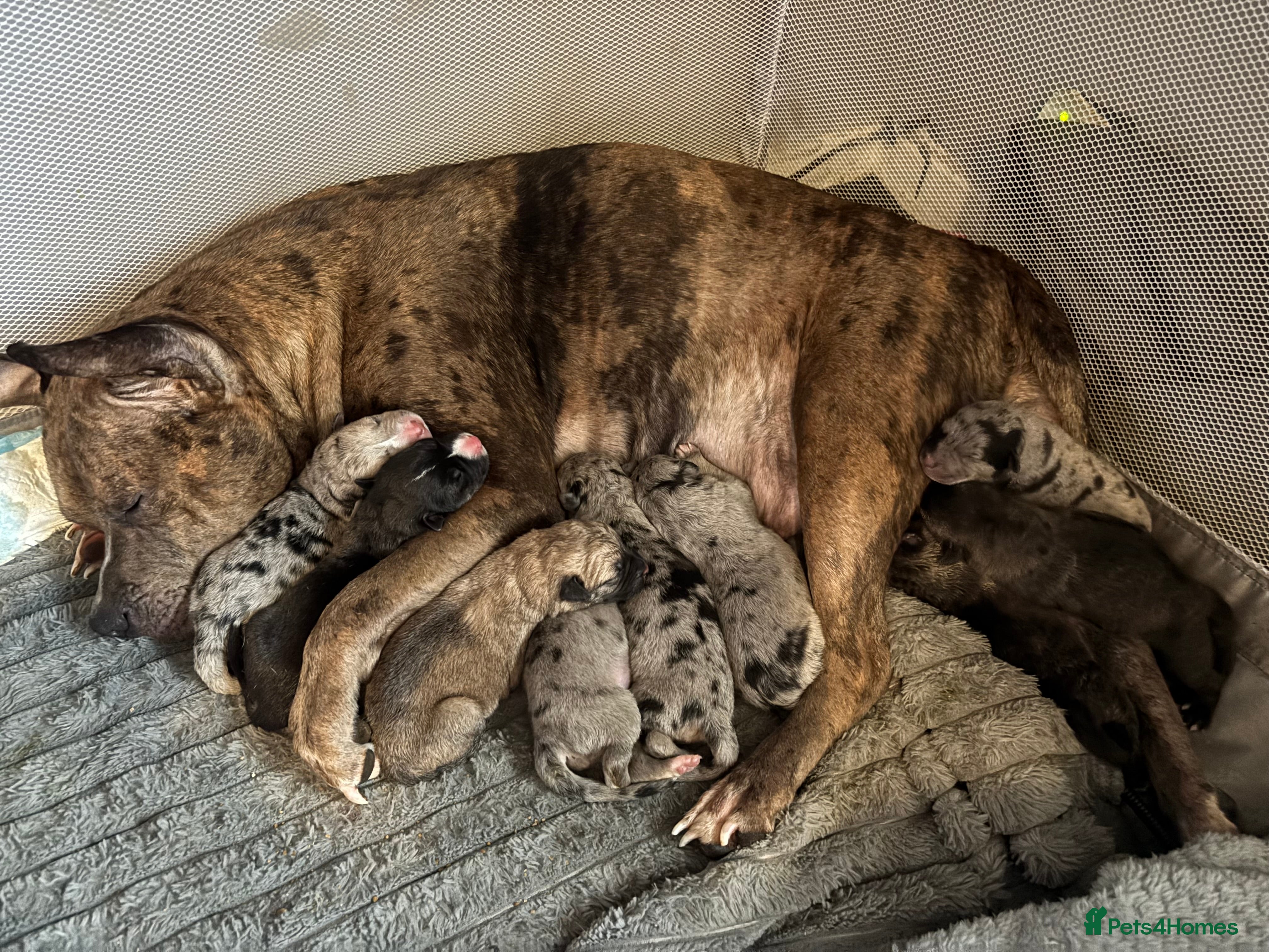 Mixed Breed dogs Beautiful staff x gsd puppies - Advert 1