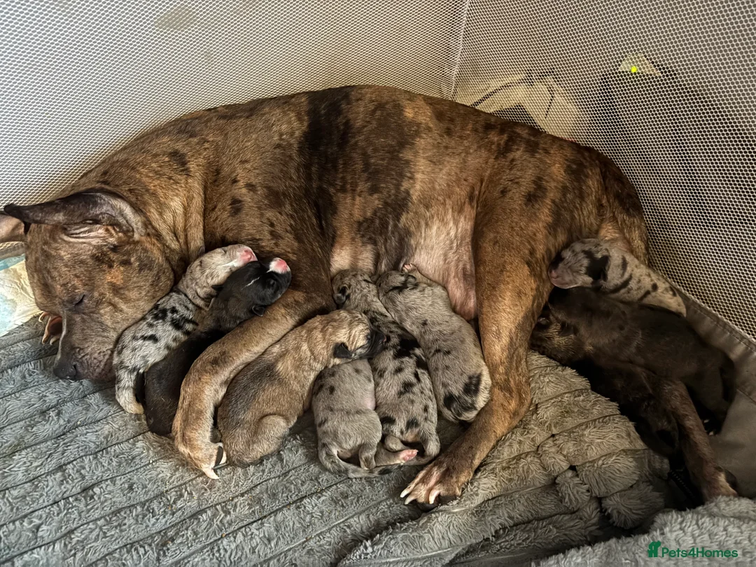 Mixed Breed dogs for sale: Beautiful staff x gsd puppies - Advert 1