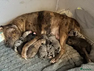 Mixed Breed dogs Beautiful staff x gsd puppies - Advert 2