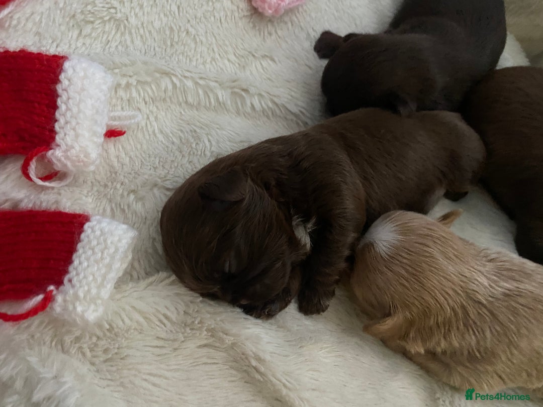 Shih Tzu dogs for sale: KC Imperial Shih Tzu puppies  - Advert 9