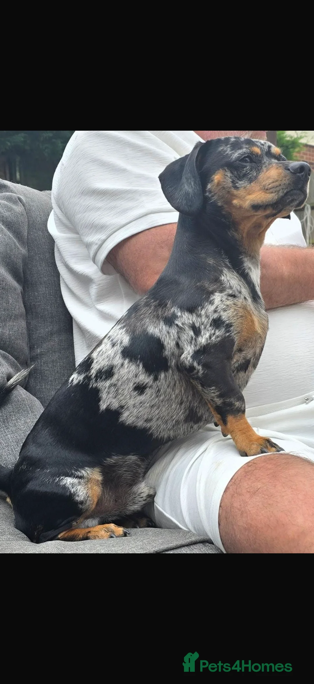 Mixed Breed dogs for sale: Shitzu X Dashchund Mix puppy - Advert 10