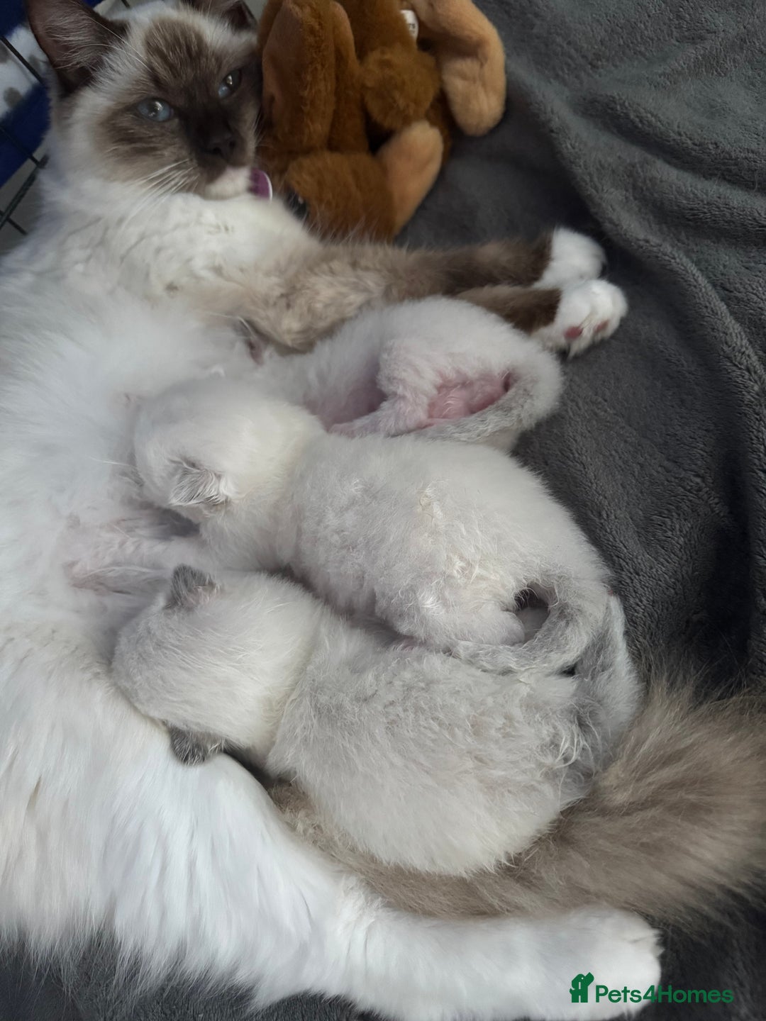 Ragdoll cats for sale: Absolutely Stunning litter of pure Ragdoll kittens - Image 1