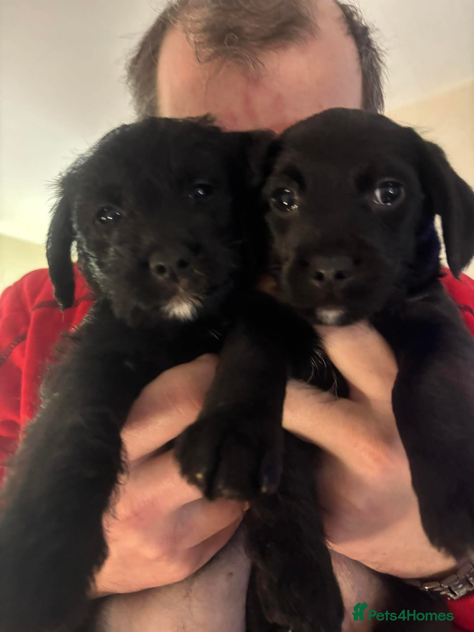 Jackapoo dogs Two beautiful jackapoo girls  - Advert 1