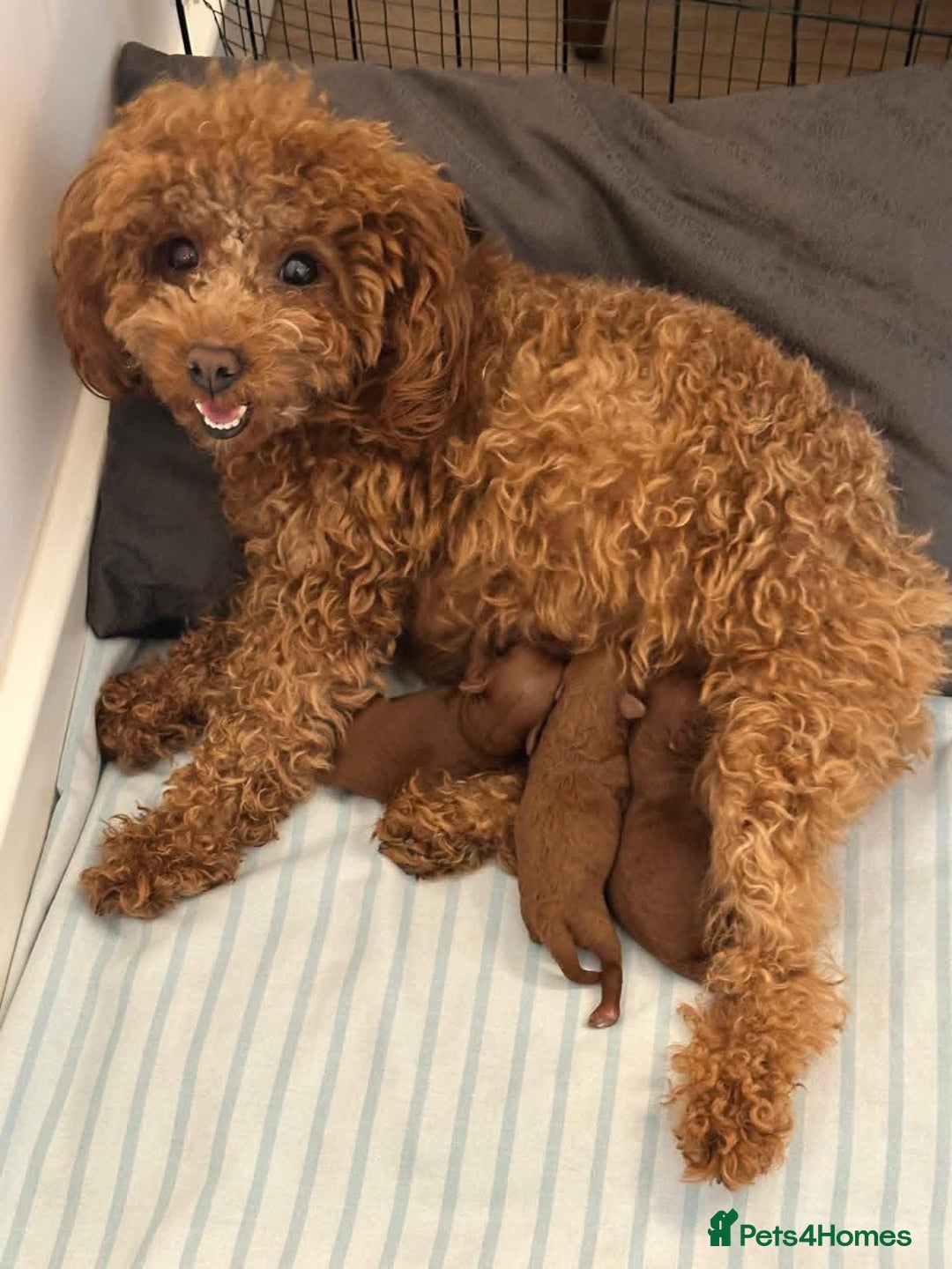 Toy Poodle dogs for sale: Asian toy poodle girls  - Advert 7