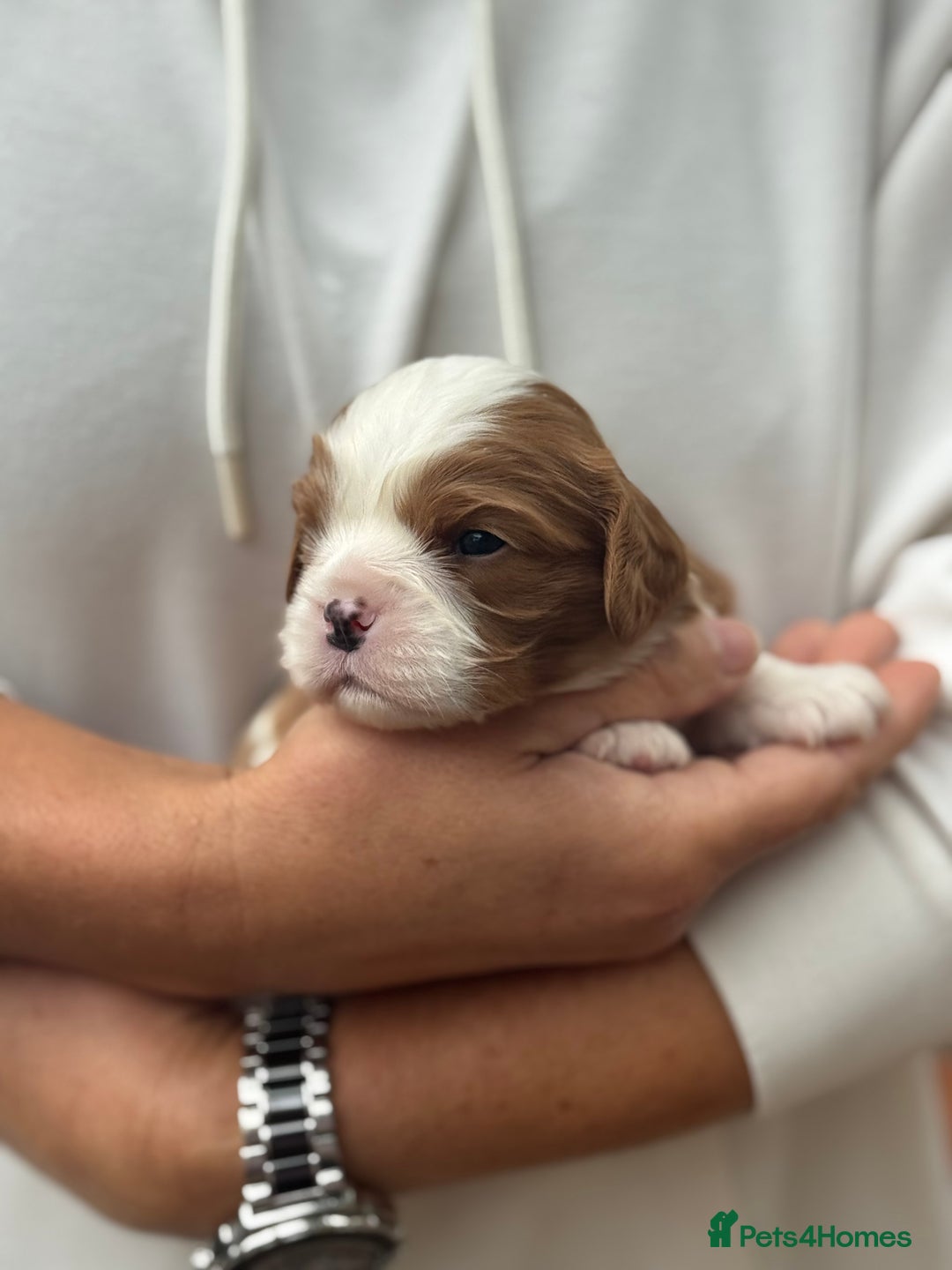Cavalier King Charles Spaniel dogs for sale: All correct health test taken !  - Image 14