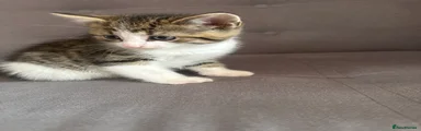 Domestic Shorthair 3