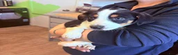 Mixed Breed dogs for sale: Border collie x Hunterway puppies in Crieff - Advert 4
