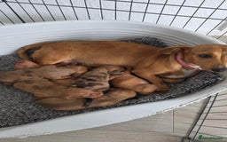 Dachshund dogs for sale: Dachshund tweenies for sale - Image 40
