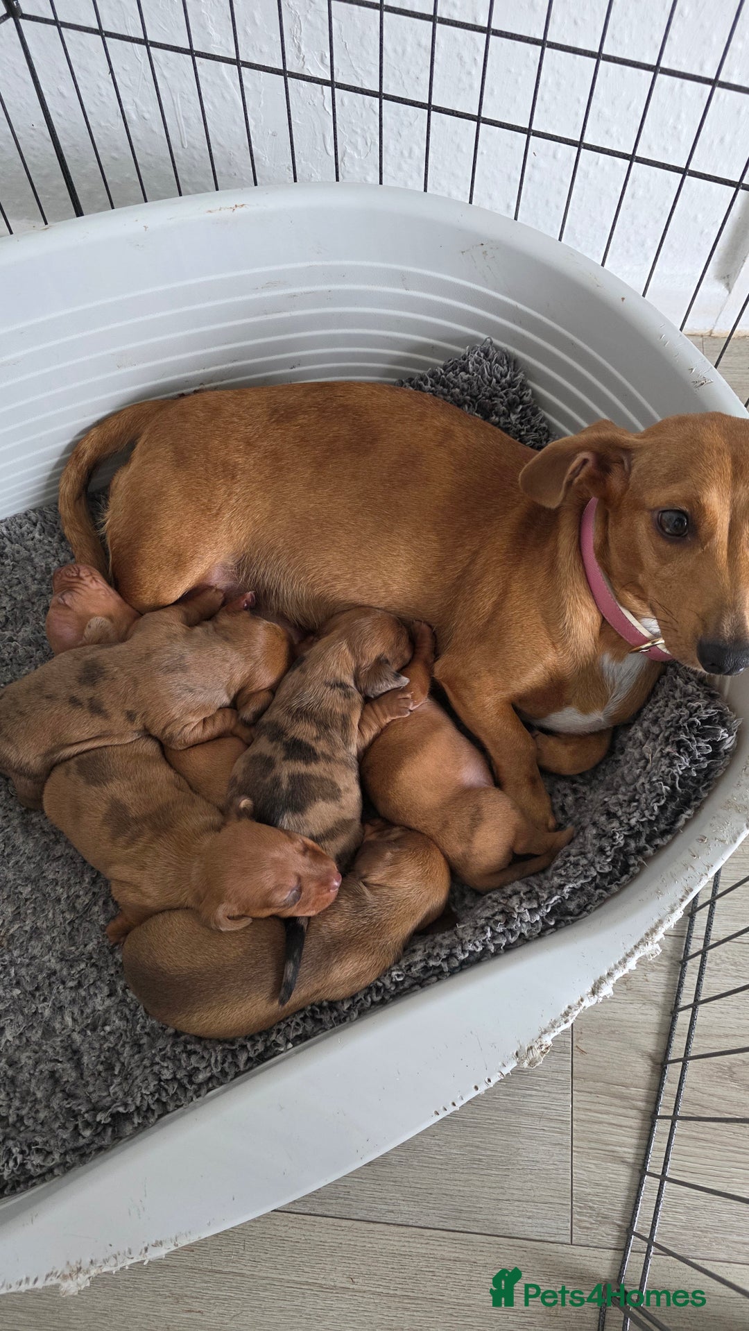 Dachshund dogs for sale: Dachshund tweenies for sale - Image 40