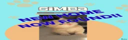 Siberian cats for sale: 4 Stunning Siberian X Norwegian Forest Kittens🐾   - Advert 13