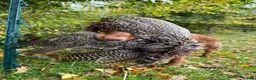 Cocker Spaniel dogs for stud: Milk Hobnob ‘Crumpet’ for Stud  in Bridport - Advert 4