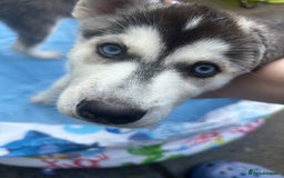 Siberian Husky dogs for sale: Lovely husky puppies, ready for new homes on 25/8 - Image 23