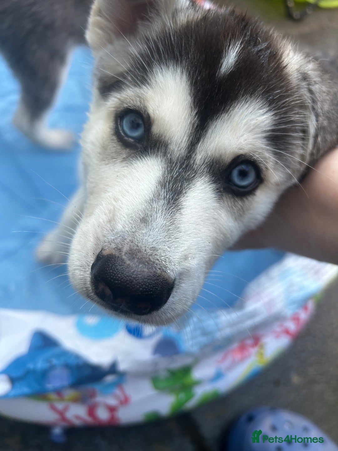 Siberian Husky dogs for sale: Lovely husky puppies, ready for new homes on 25/8 - Image 23