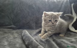 British Shorthair cats for sale: British shorthair kittens - Image 18