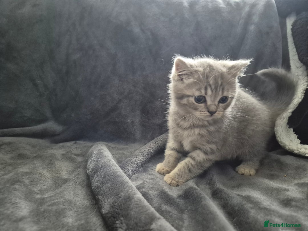 British Shorthair cats for sale: British shorthair kittens - Image 18